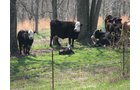 Property photo 3 - 137 Acres in 2 Tracts - 64 Tillable Acres, Potential Building Sites, Hunting